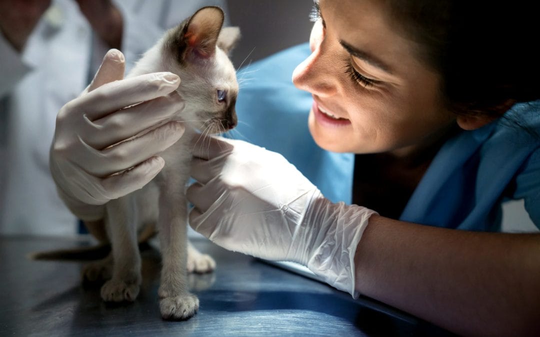 Veterinary Technician Assistant