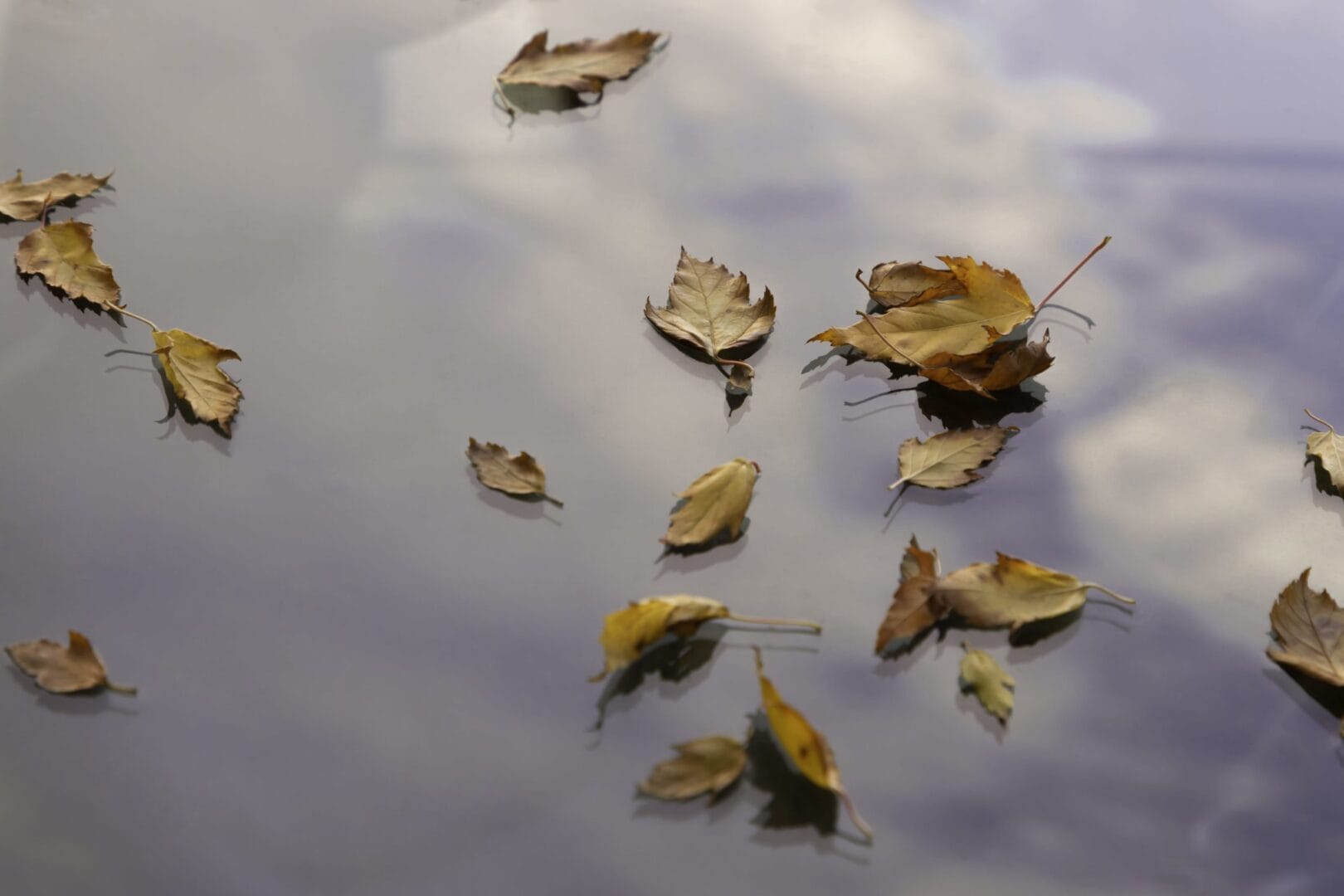A group of leaves floating in a body of water.