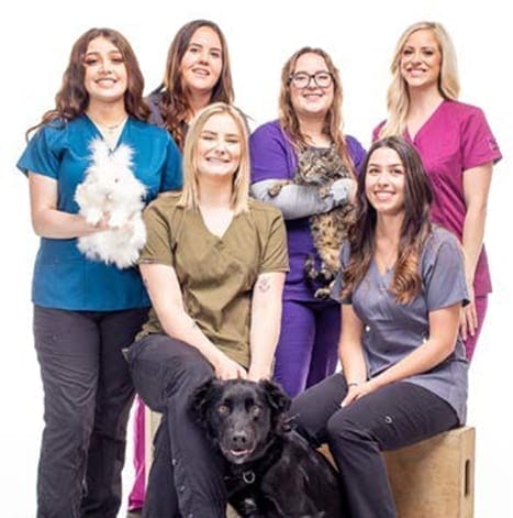CAT Alumni Look Forward to New Careers as Veterinary Technician Assistants